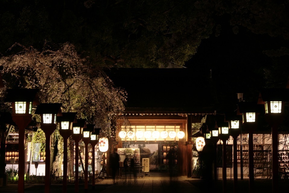 癒しの京都 平野神社 夜桜ライトアップ Gakuちゃんのひとりごと