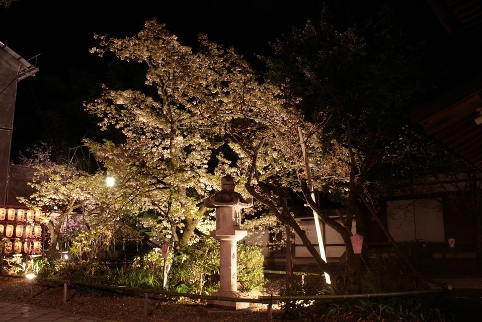 癒しの京都 平野神社 夜桜ライトアップ Gakuちゃんのひとりごと