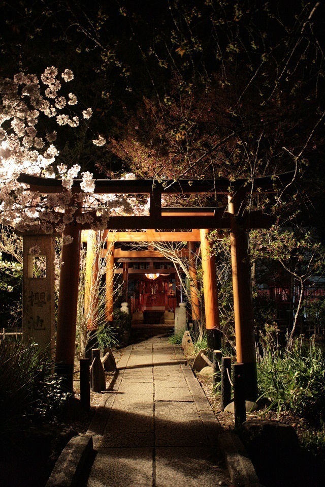 癒しの京都 平野神社 夜桜ライトアップ Gakuちゃんのひとりごと